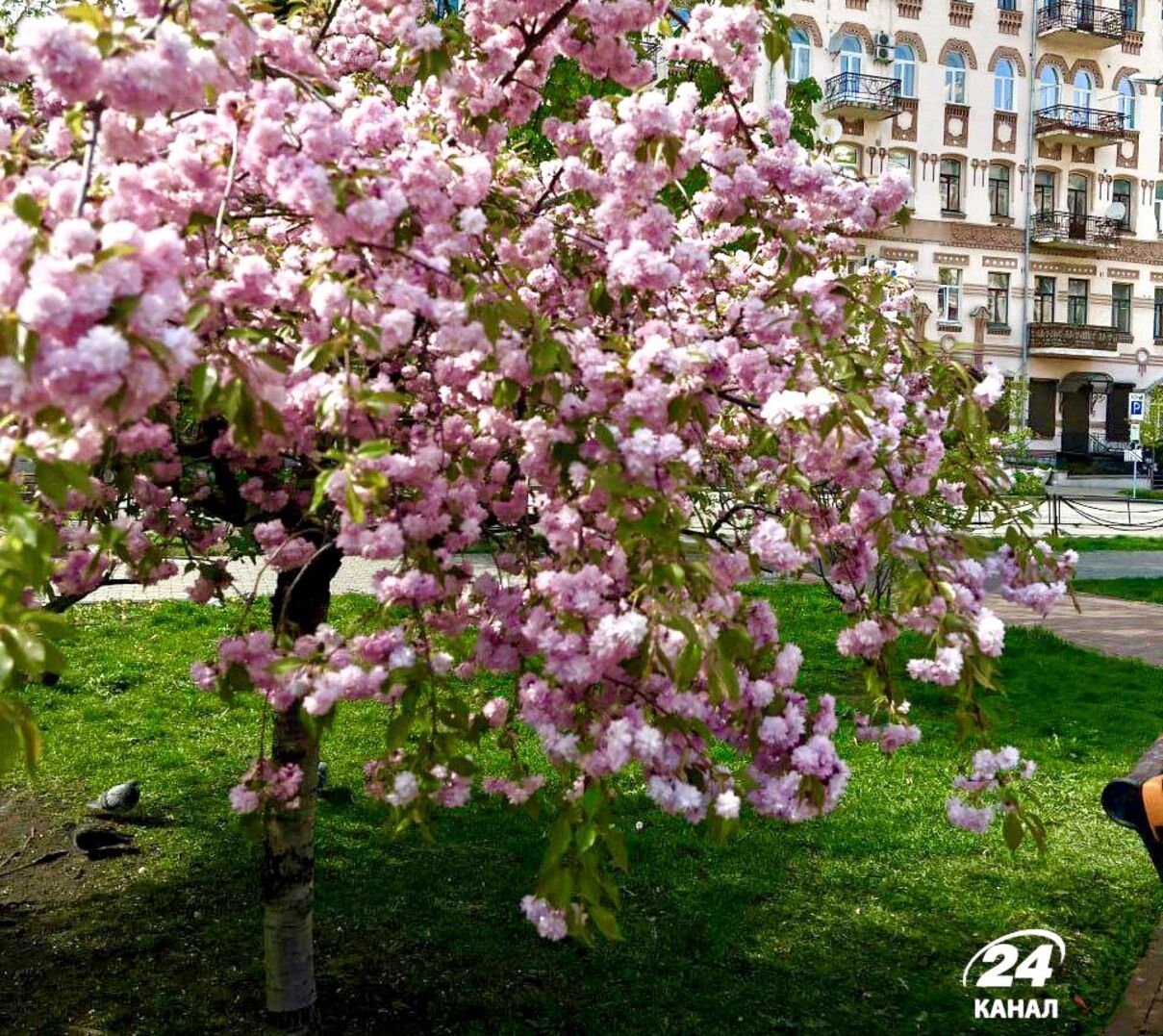 Столица – в цвете сакуры: фантастический фоторепортаж из Киева - 24 Канал