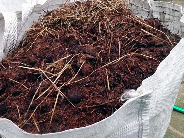 Удобрення огірків гноєм Удобрення огірків гноєм