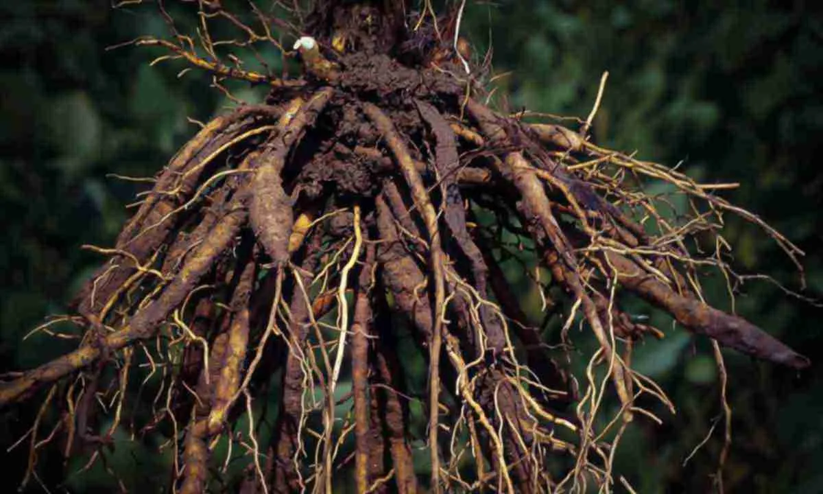 Большой корень ореха Большой корень ореха