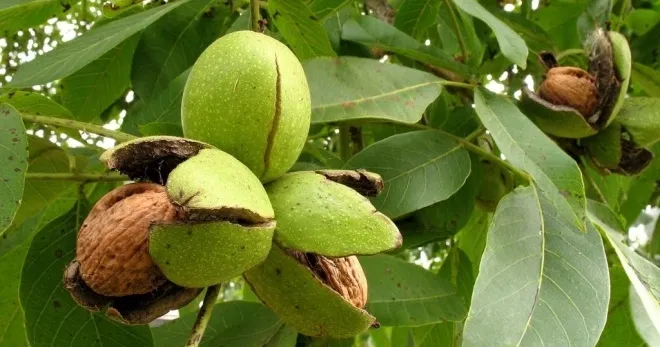 Плоды ореха Плоды ореха