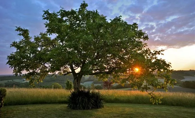 Дерево ореха Дерево ореха