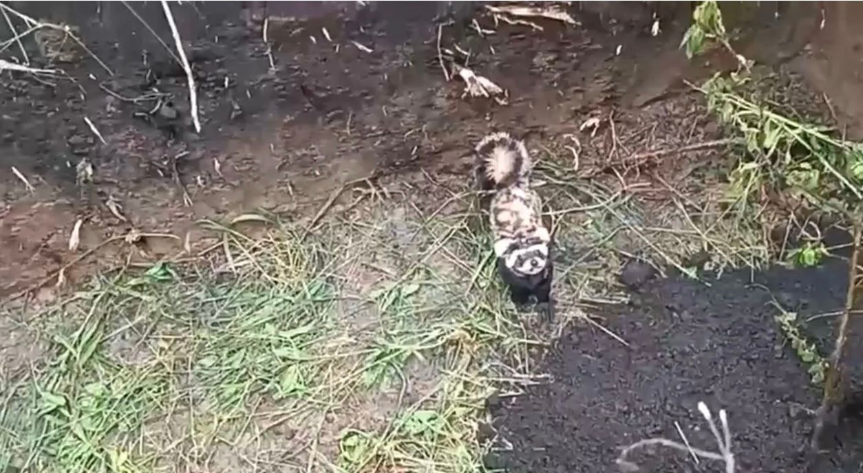 ВСУ спасли краснокнижного зверька-"скандалиста"