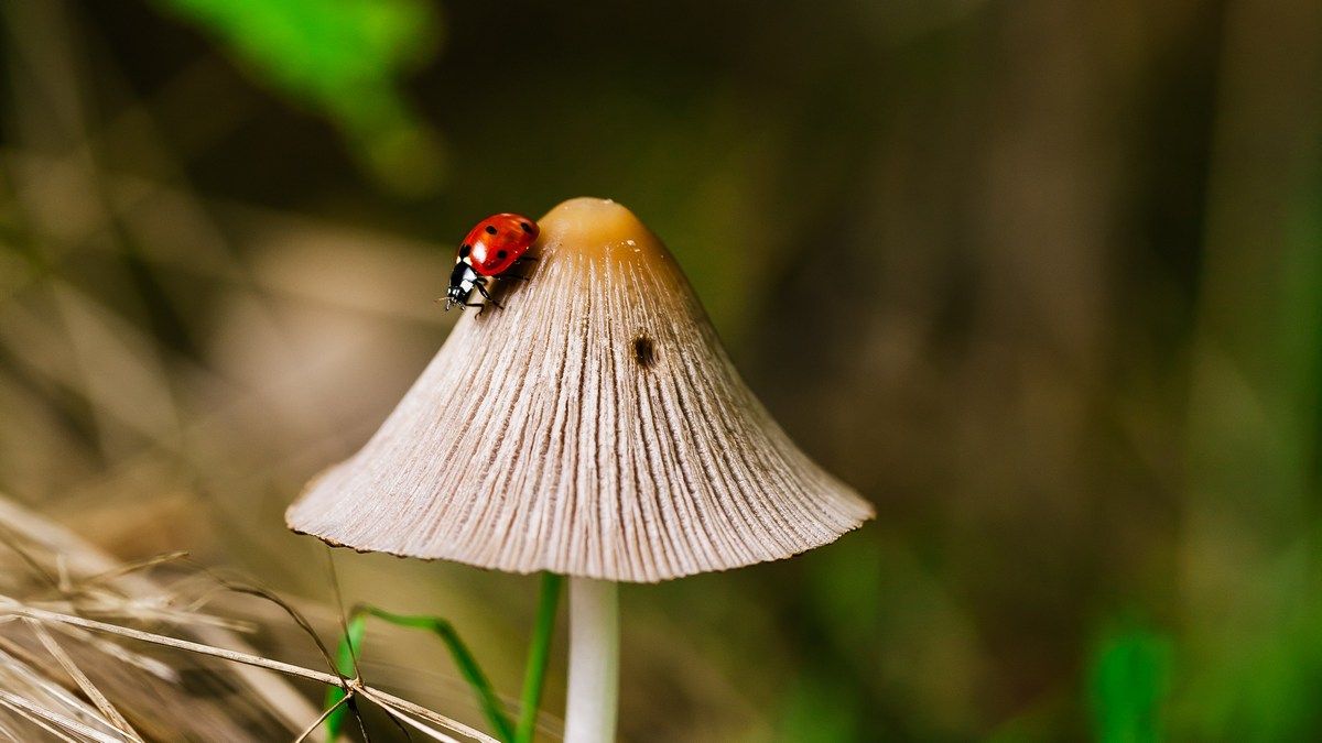 Глобальное вымирание насекомых объяснили тремя основными причинами Глобальное вымирание насекомых объяснили тремя основными причинами