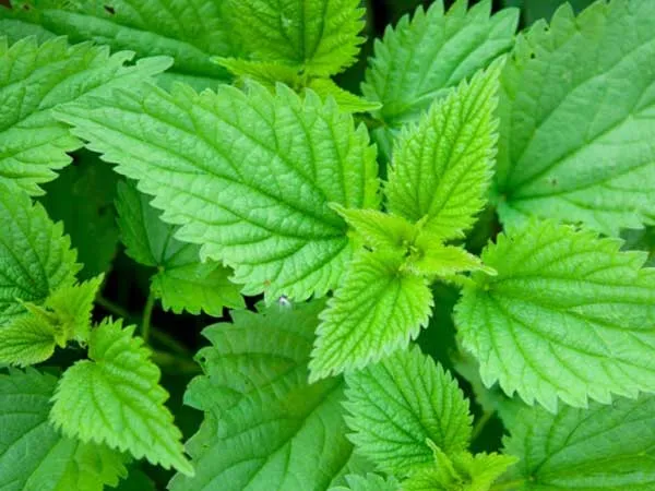 Крапива Крапива