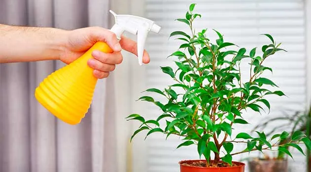 Опрыскиваем растения Опрыскиваем растения