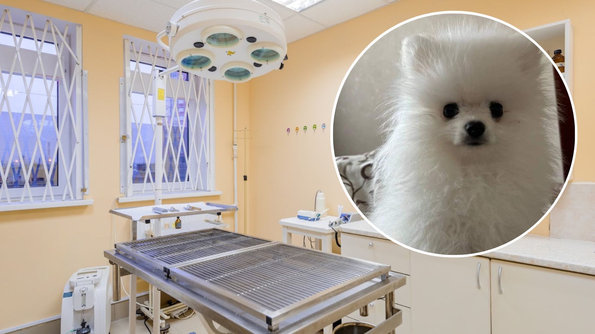 На Киевщине во время груминга умерла собака - установлена причина смерти животного - 24 Канал На Киевщине во время груминга умерла собака - установлена причина смерти животного - 24 Канал