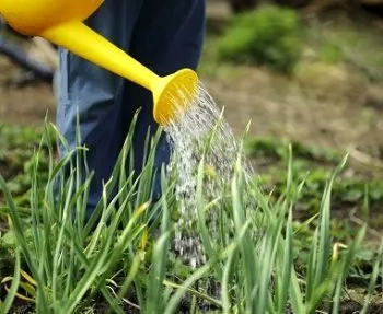 Полив чеснока Полив чеснока