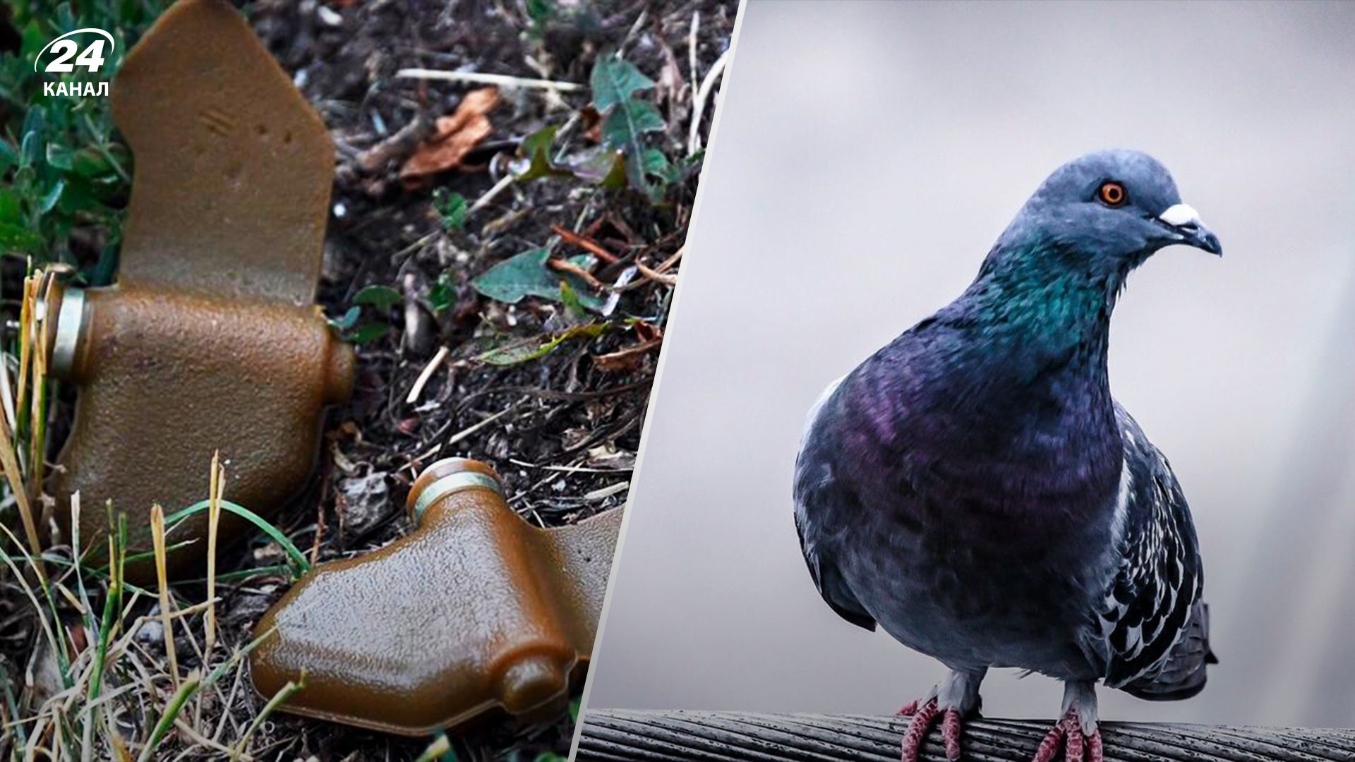 Голубь будто разбрасывал мины в Москве Голубь будто разбрасывал мины в Москве