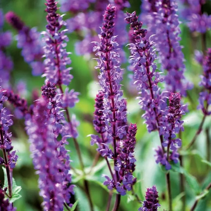 Шалфей Шалфей