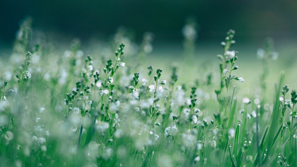 Колонізація суші рослинами відбулася раніше, ніж вважали вчені Колонізація суші рослинами відбулася раніше, ніж вважали вчені