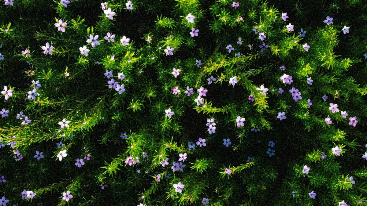 Колонизация суши растениями произошла раньше, чем считали ученые Колонизация суши растениями произошла раньше, чем считали ученые