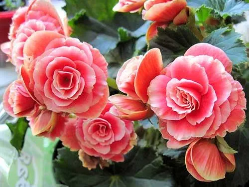 Бегонии Бегонии