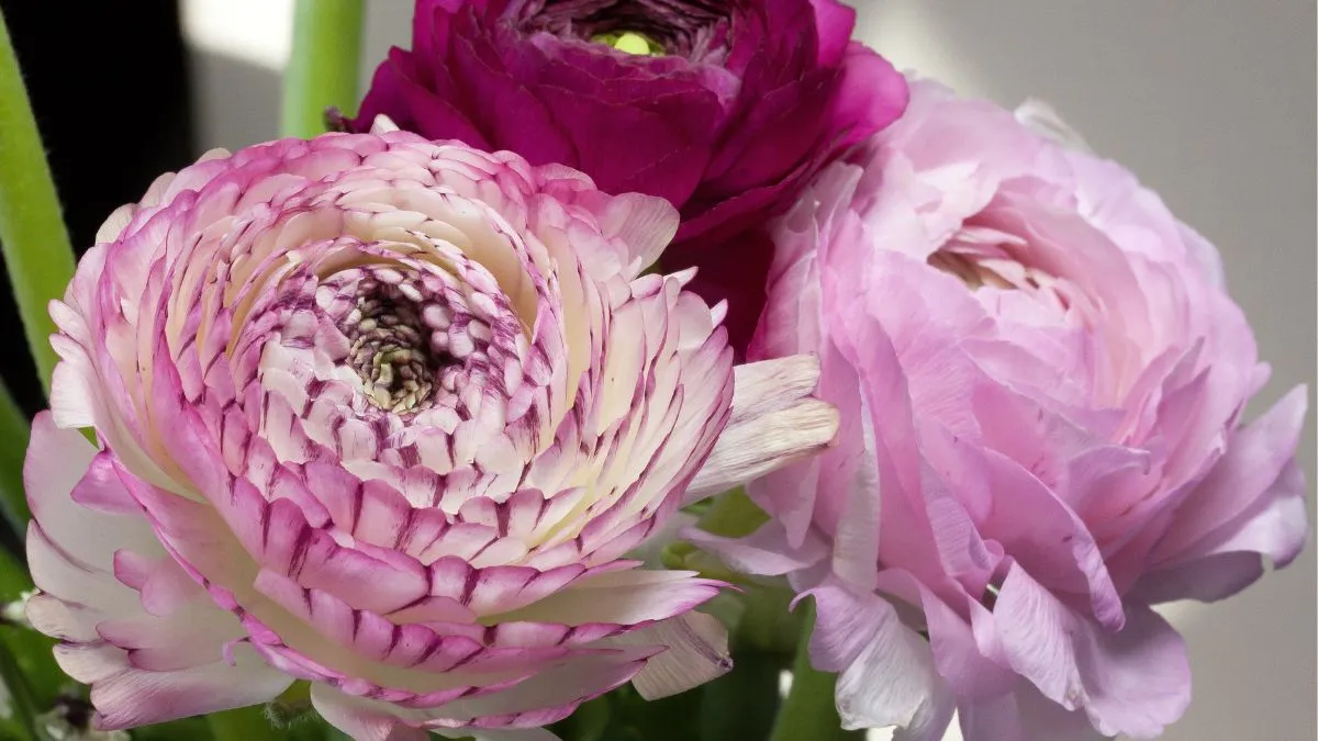 Ранункулюсы Ранункулюсы