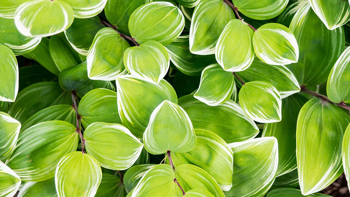 Исследователи раскрыли последний этап фотосинтеза Исследователи раскрыли последний этап фотосинтеза