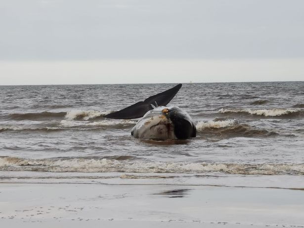 Кит, застрявший на мелководье