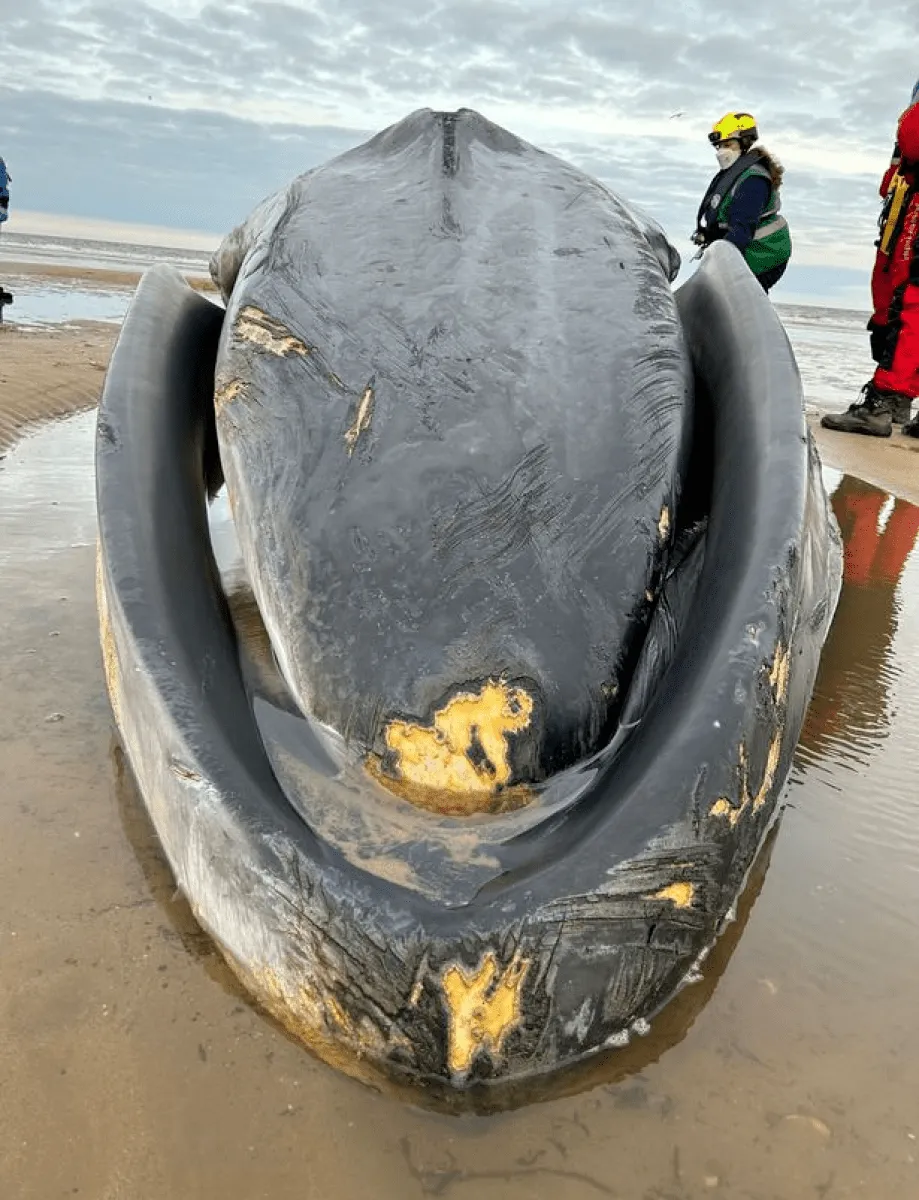 Влада розгляне можливість вилучення кита