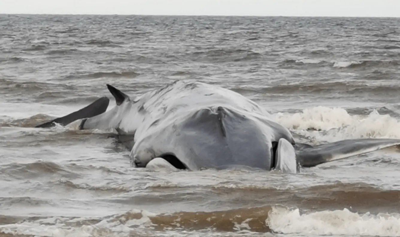 Гигантский кит застрял на пляже и трагически погиб