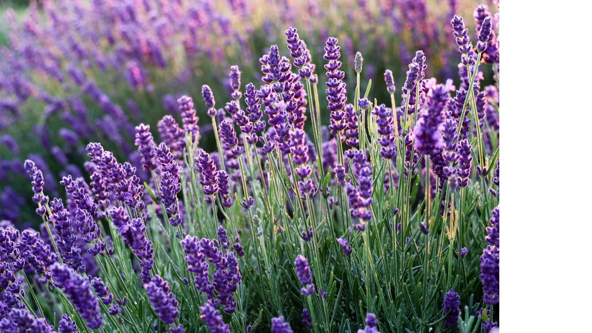 Лаванда Лаванда