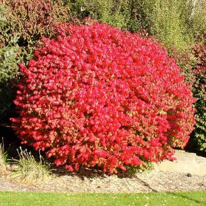 Барбарис Барбарис