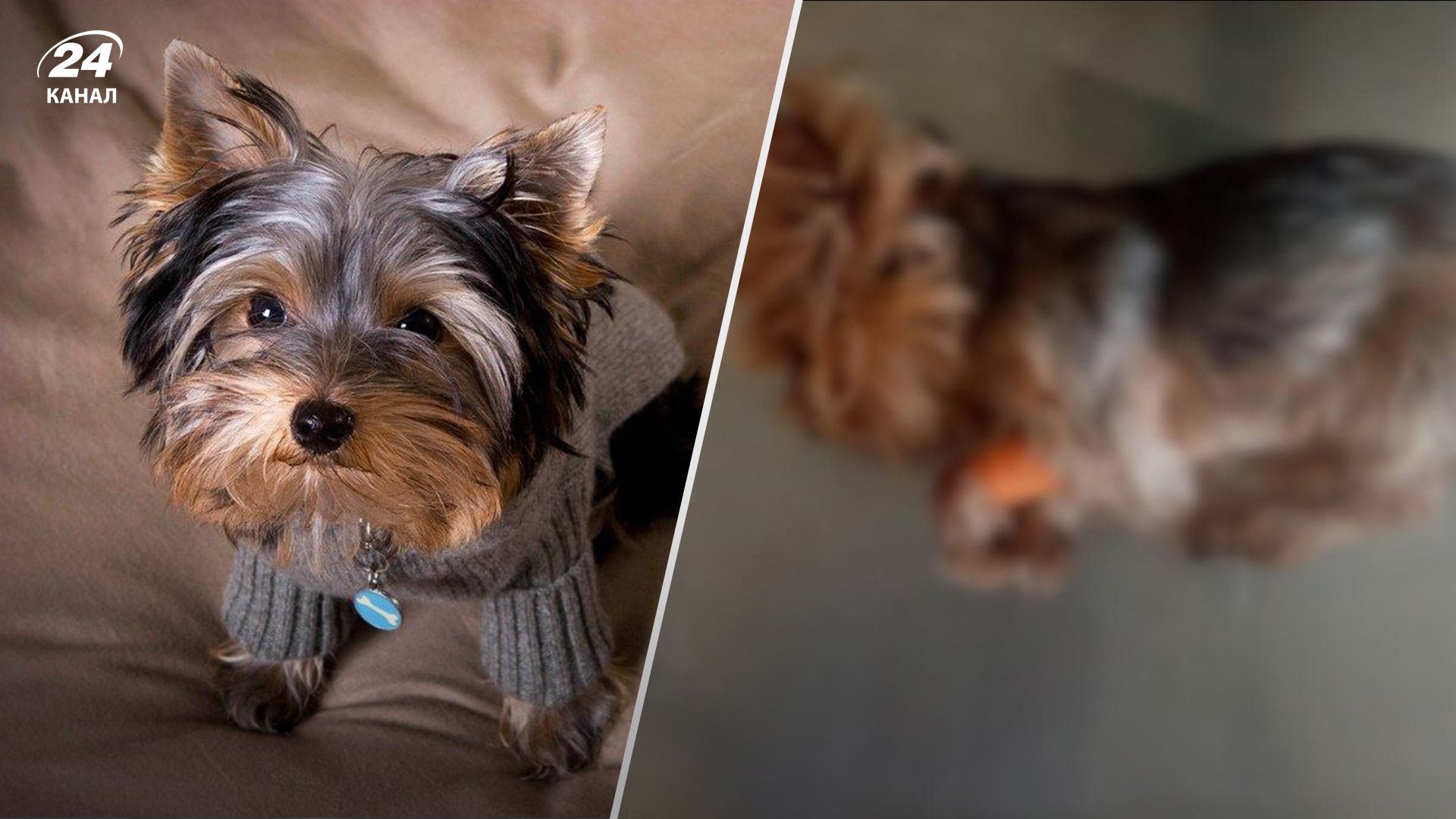 На Київщині чоловік сильно вдарив ногою йоркшир-тер'єра сусідки: той помер На Київщині чоловік сильно вдарив ногою йоркшир-тер'єра сусідки: той помер