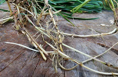 Корінь пирію Корінь пирію