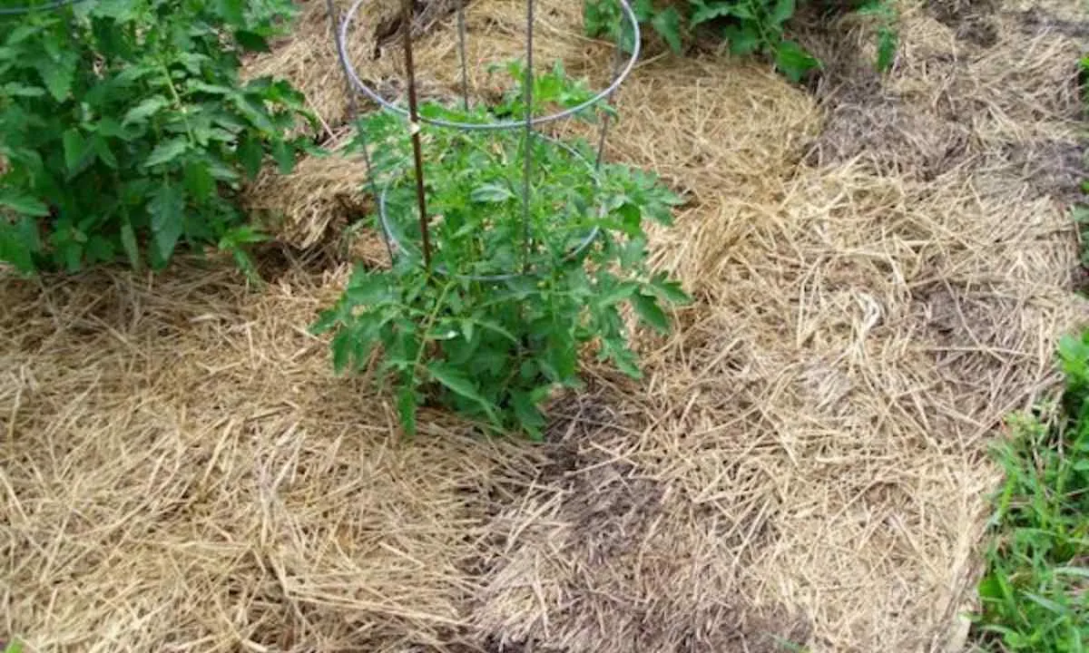 Мульчування Мульчування