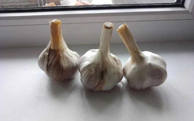 Часник Часник