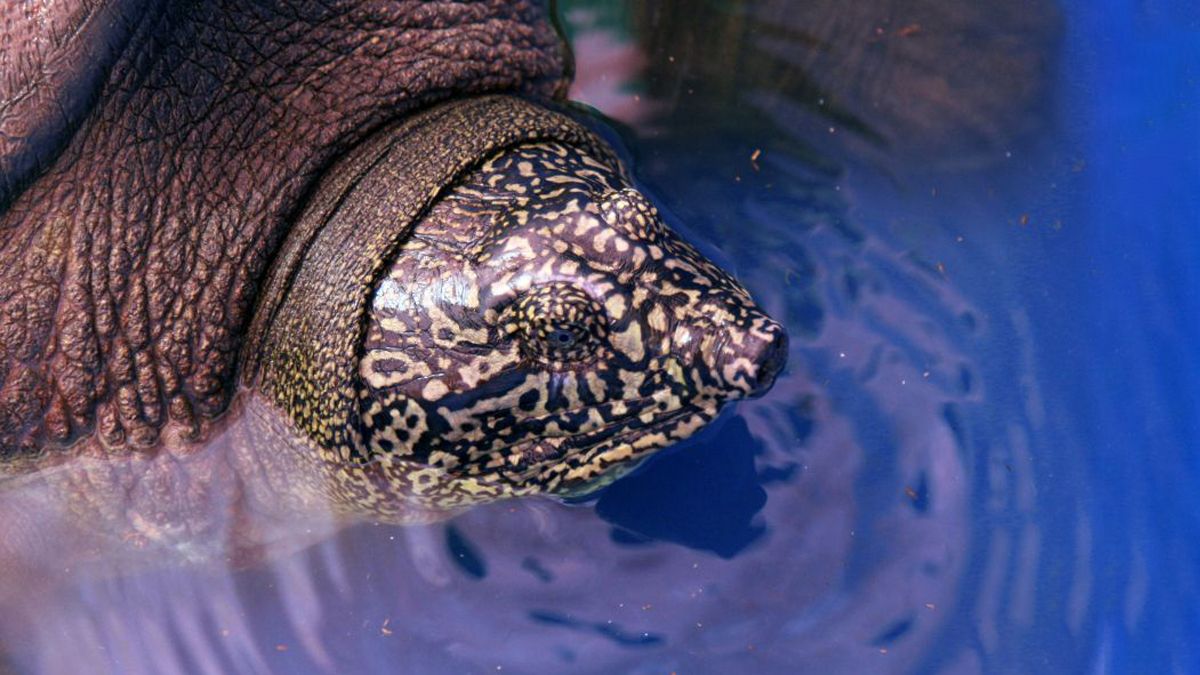 Остання самиця зникаючого виду черепах померла Остання самиця зникаючого виду черепах померла