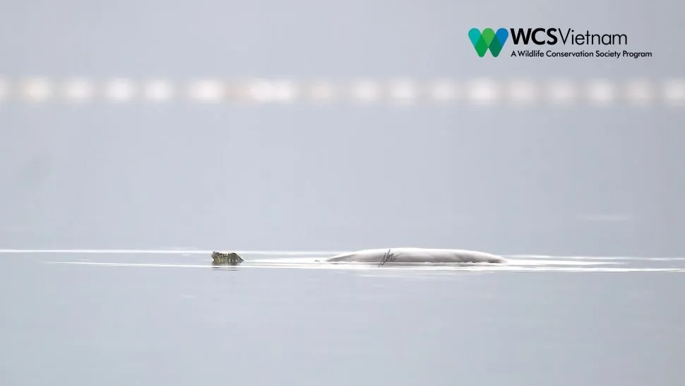 Самка черепахи Rafetus swinhoei плавает в озере Донг Мо в 2020 году