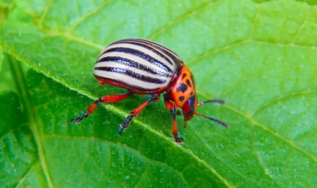 Колорадский жук Колорадский жук