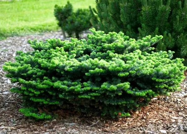 Карликовая пихта Карликовая пихта