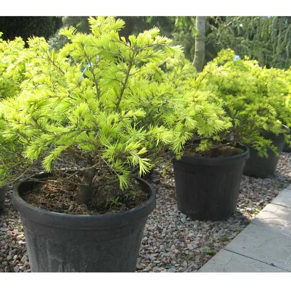 Кедр гималайский Кедр гималайский