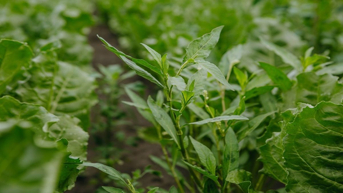 Як приготувати добриво з бур’янів