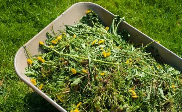 Сорняки Сорняки