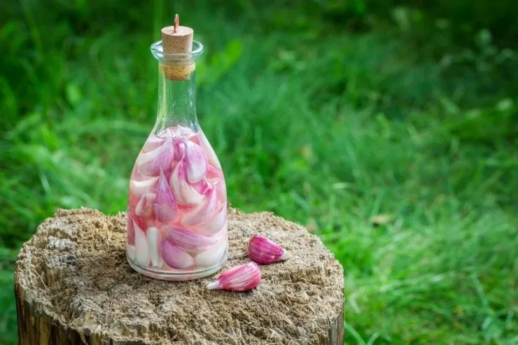 чесночный настой чесночный настой