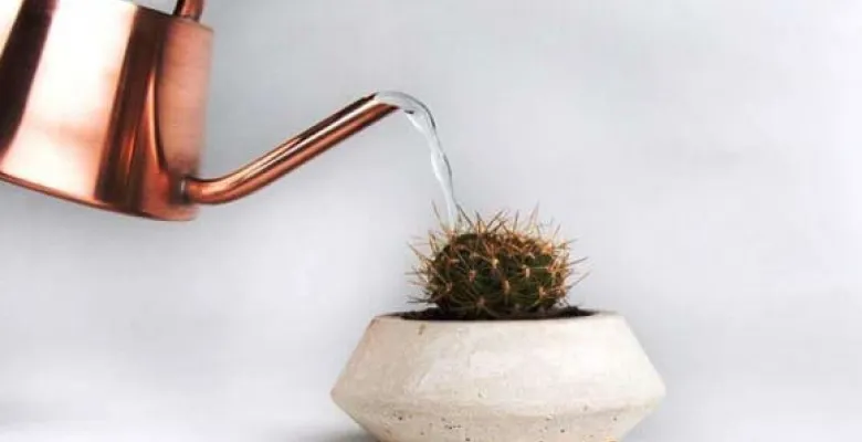 Поливаем кактусы Поливаем кактусы