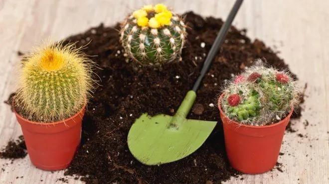 Земля для кактусов Земля для кактусов