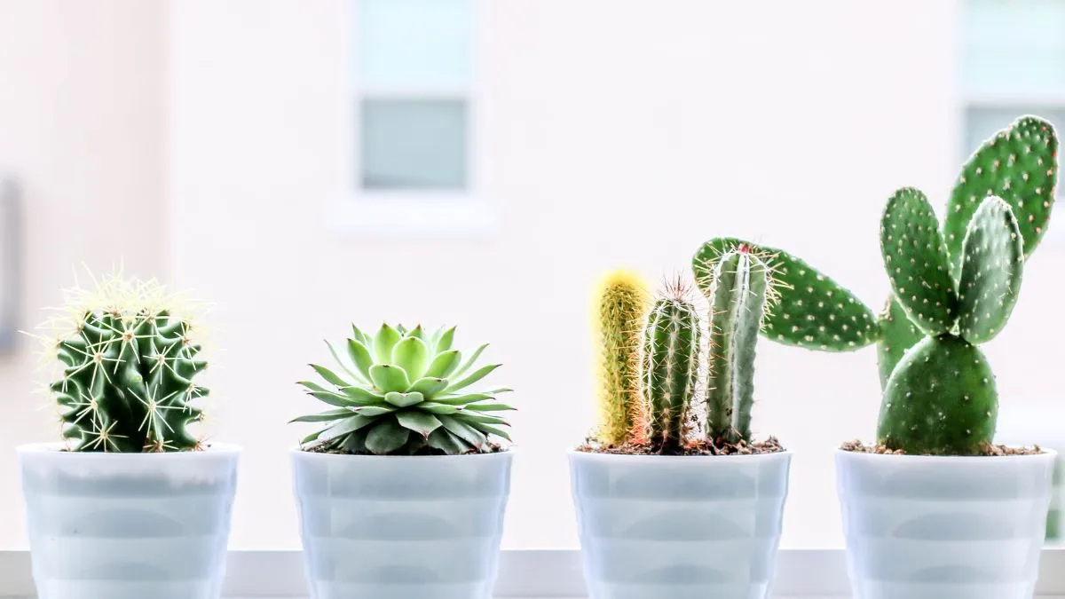 Кактусы на подоконнике Кактусы на подоконнике