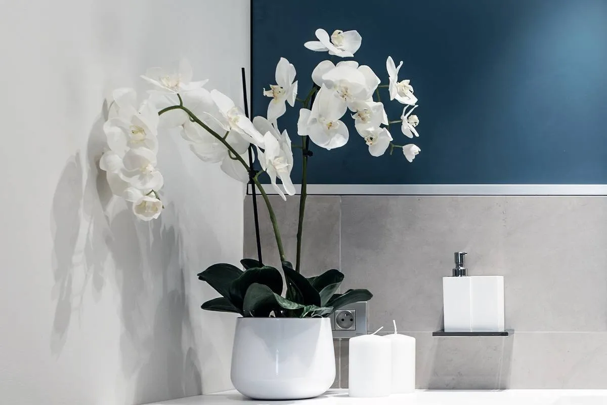Орхідея у ванній кімнаті