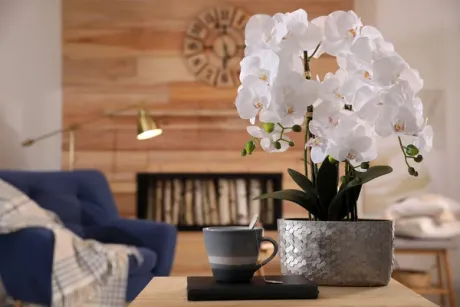 Орхидея в гостиной