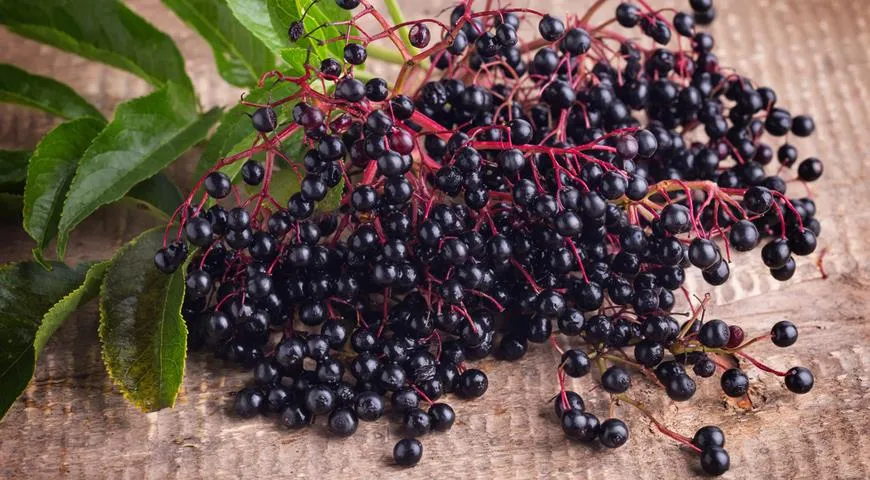 Бузина Бузина