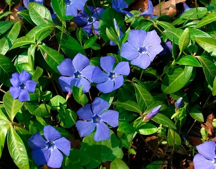 Барвинок Барвинок