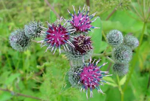 Репейник Репейник