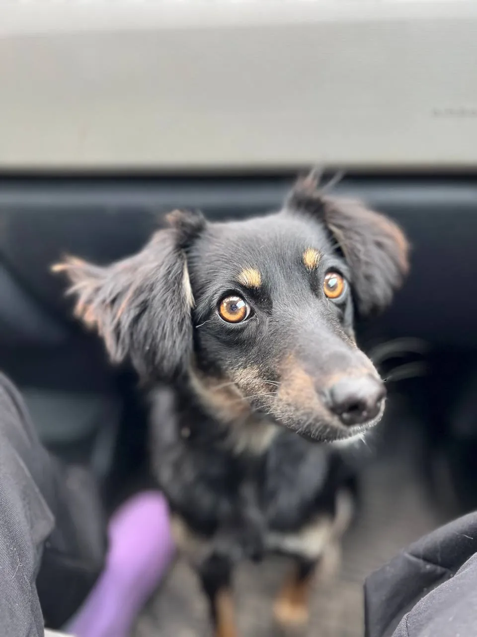 Как успокоить животное во время обстрелов и громких звуков Как успокоить животное во время обстрелов и громких звуков