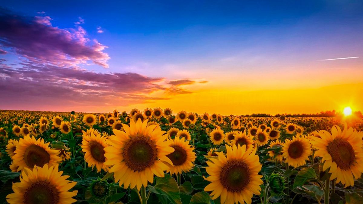 Потепление до +25 градусов – 24 Канал Потепление до +25 градусов – 24 Канал