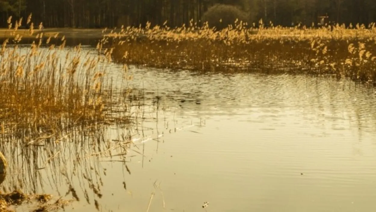 Загадочная смерть: в Тернопольской области в частном пруду погибли люди