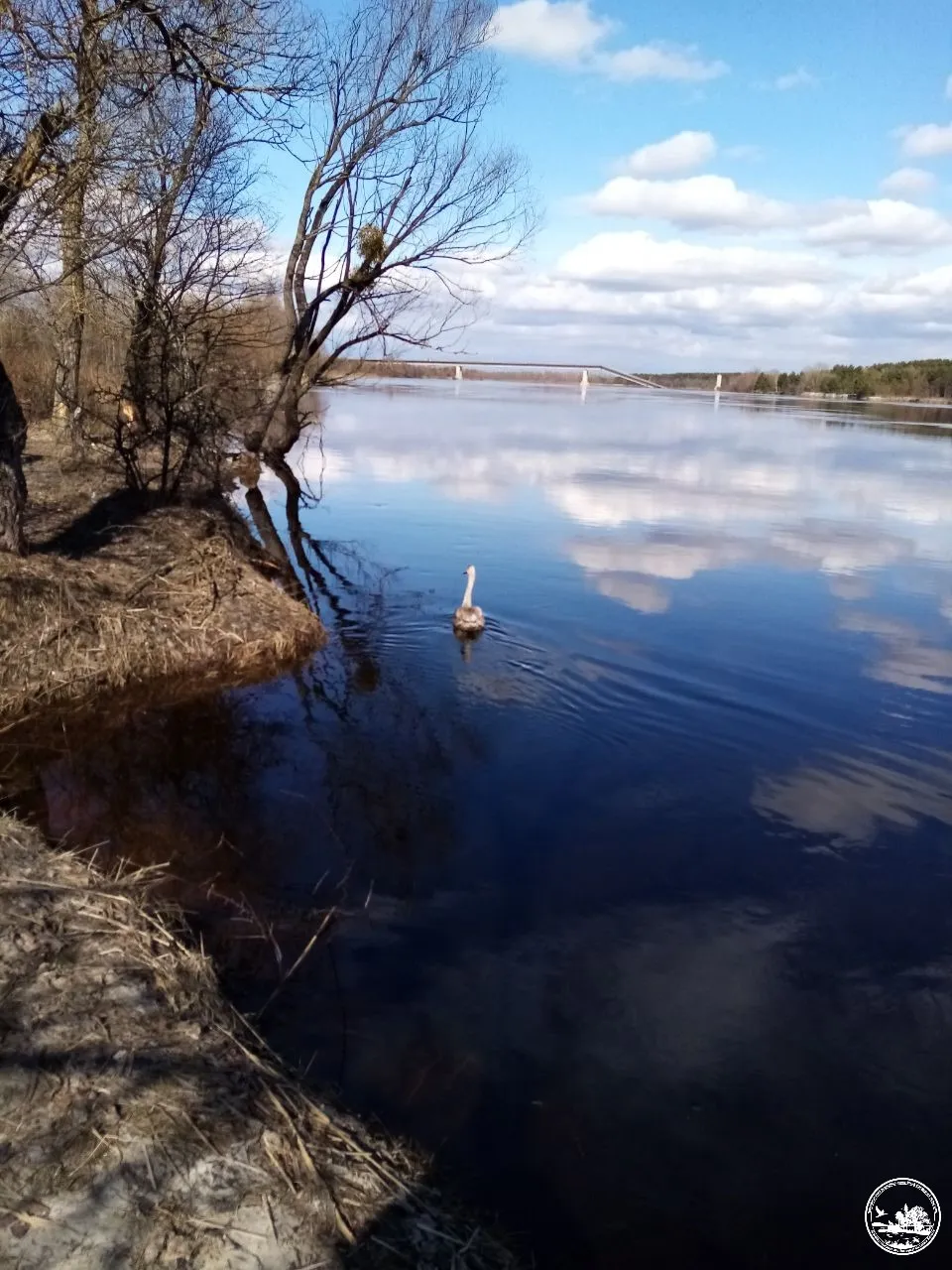 В Чернобыле показали лебедя-шипуна