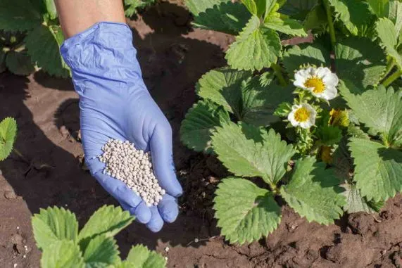 Удобрение клубники Удобрение клубники