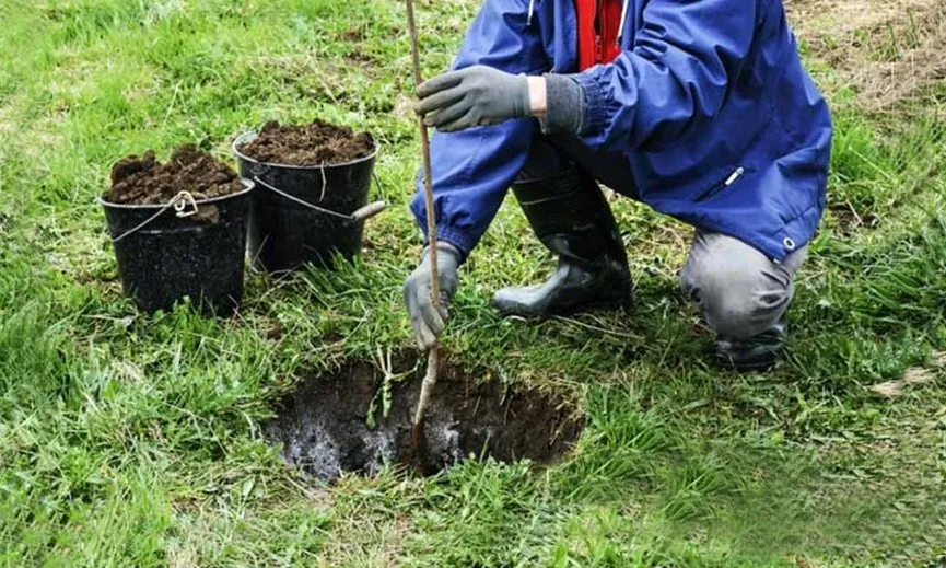 Яма под посадку Яма под посадку