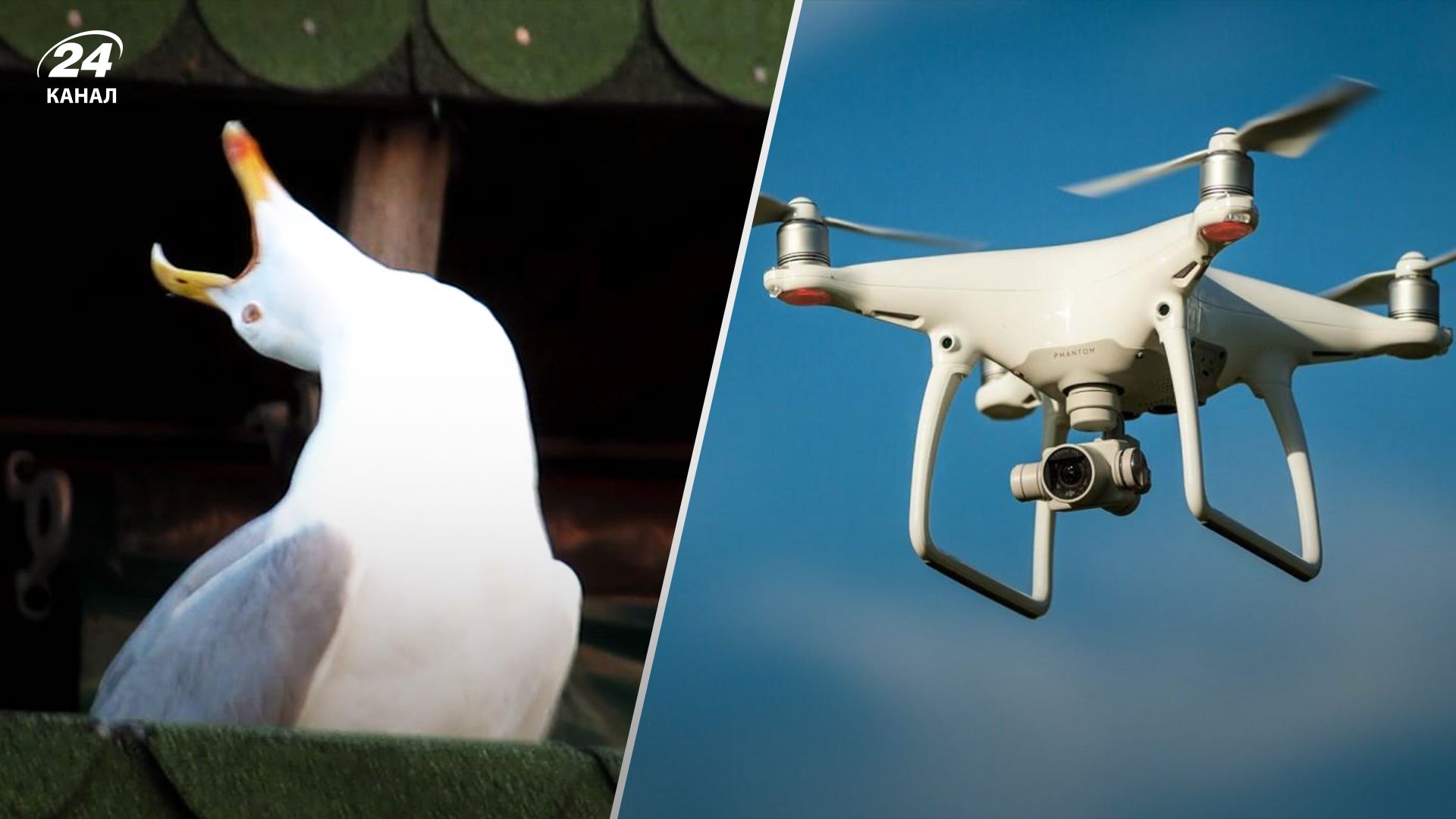 У Росії жінка прийняла чайку за "ворожий" дрон У Росії жінка прийняла чайку за "ворожий" дрон